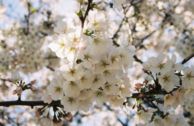 cherry blossoms above.jpg
